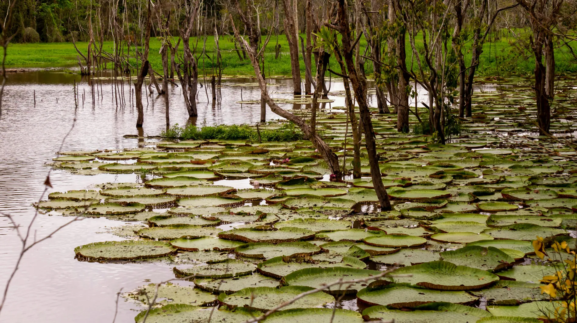 swamp