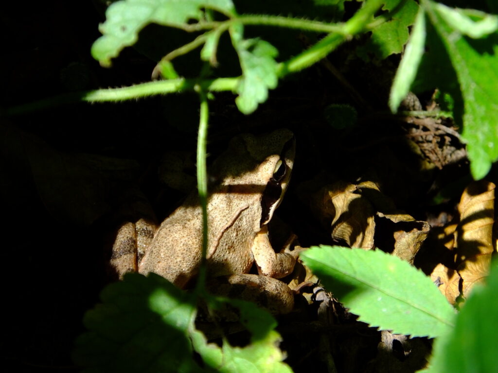 Photograph of a brown frog. It sits on a bunch of dry brown leaves, while in the foreground there are bright green leaves. The harsh light and shadow of the photo give it a mysterious or dramatic feeling.